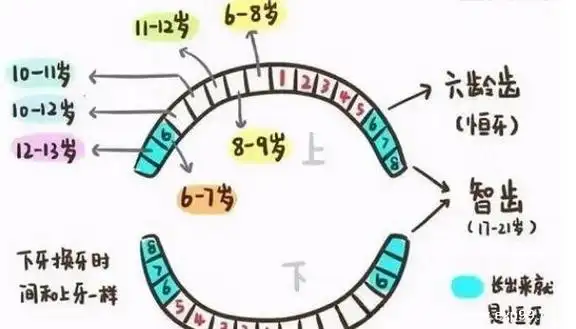 乳侧切齿;9-10岁的时候换上下第一乳磨牙;10-11岁的时候换上下乳尖牙