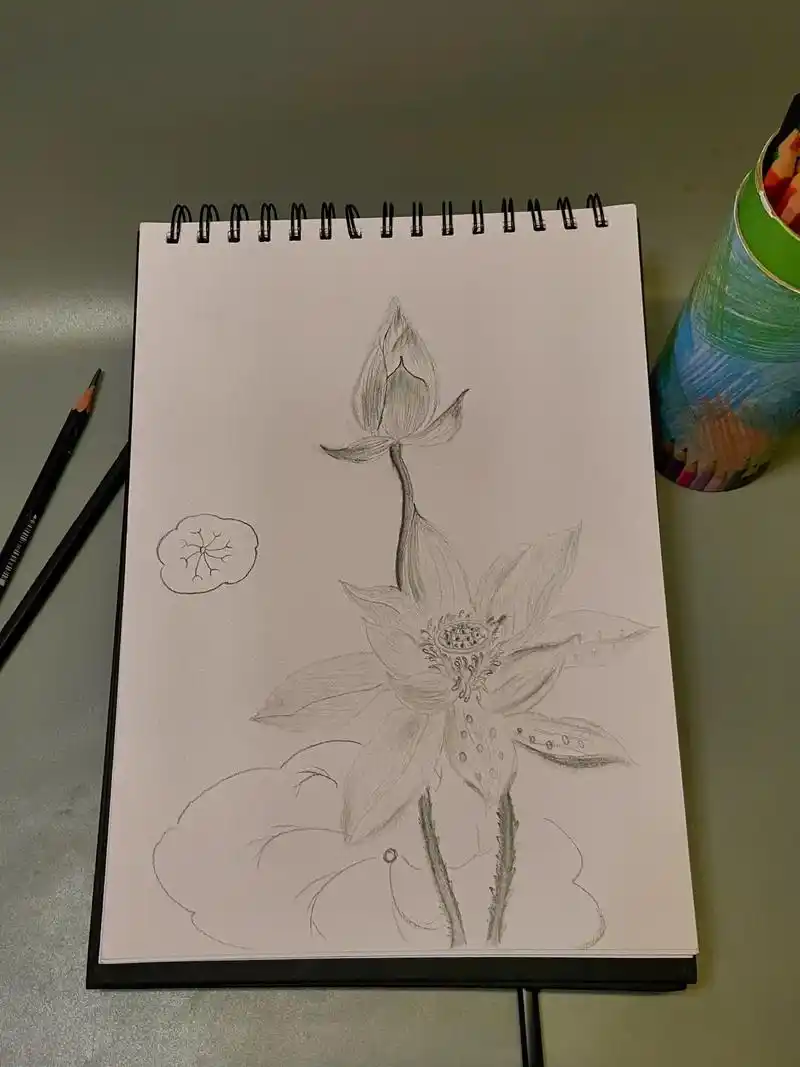 荷03.#原创作品 #手绘 #让喜欢的事成为生活 #荷花素描 - 抖音