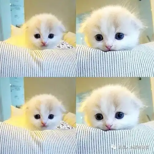 小猫咪的四连照,萌爆了!