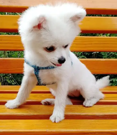 可爱的小狗狗 随手拍