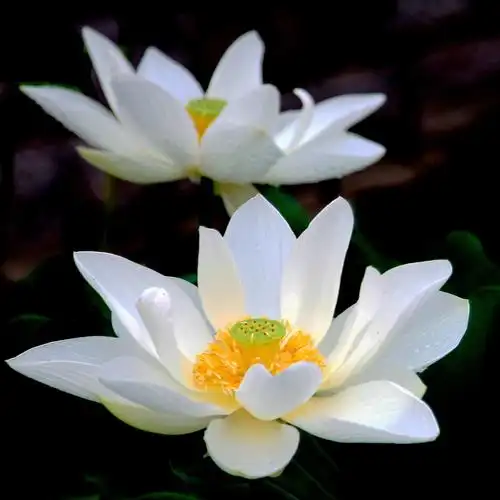 圣洁高雅的白荷花