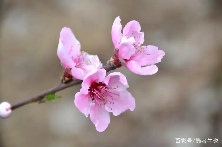 桃花年年开 好运年年来 天天桃花运 月月福禄进