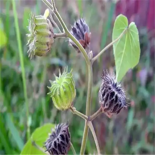 散装苘麻种子优质野苎麻线麻冬葵种小苘子做麻绳用青麻种子批发