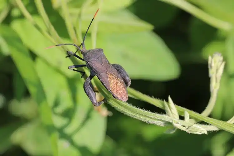 昆虫世界6-蝽科 作者:justin的美篇