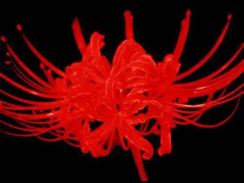 曼珠沙华又名红花石蒜,是石蒜的一种,为血红色的彼岸花.