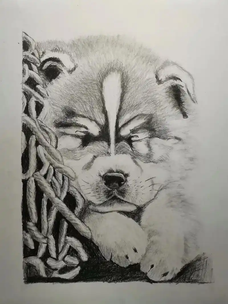 阿拉斯加.#阿拉斯加#素描#手绘 #素描动物 #日常瞎画 - 抖音