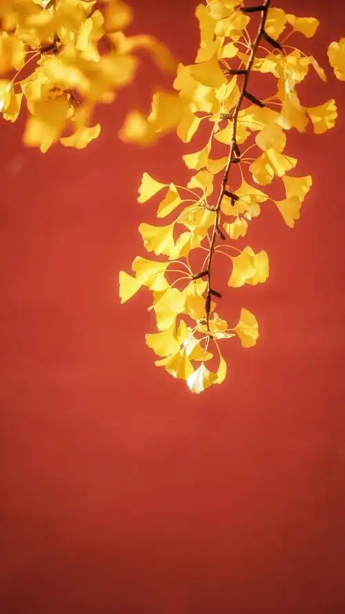 秋天- 堆糖,美图壁纸兴趣社区