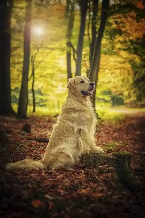 人间丨绝对治愈系!大金毛那温暖人心的笑容