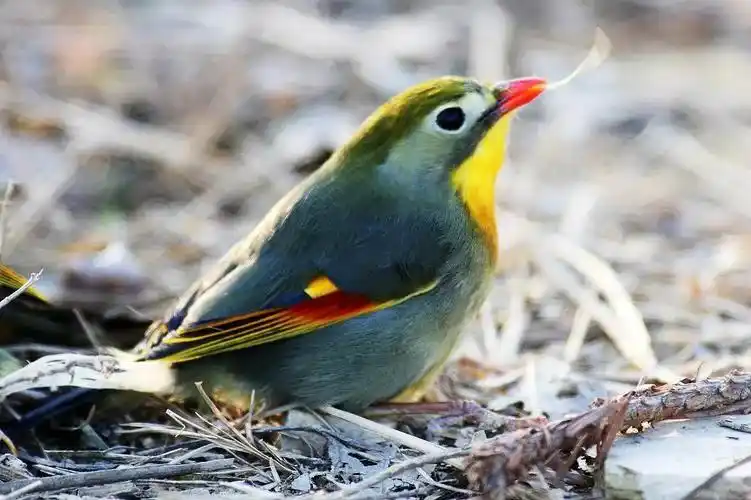 百鸟大全图片和鸟名,百鸟大全图片和鸟名带鸟名