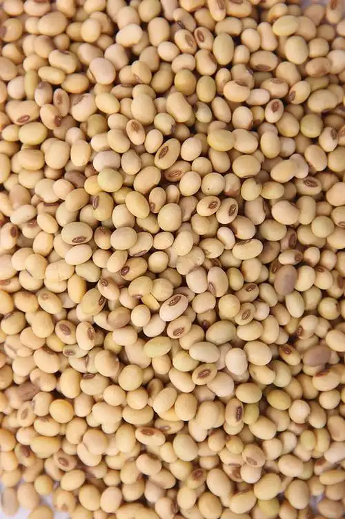 黄豆图片_黄豆高清图片_全景视觉