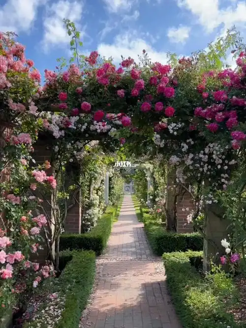奥斯汀玫瑰园一角