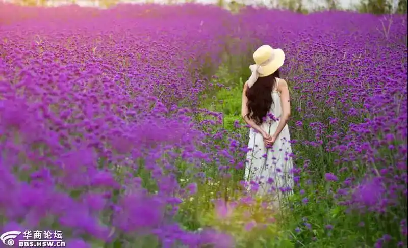 【勇者无畏户外】6月6日/6月9日踏青避暑圣地天留山 徜徉薰衣草花海1