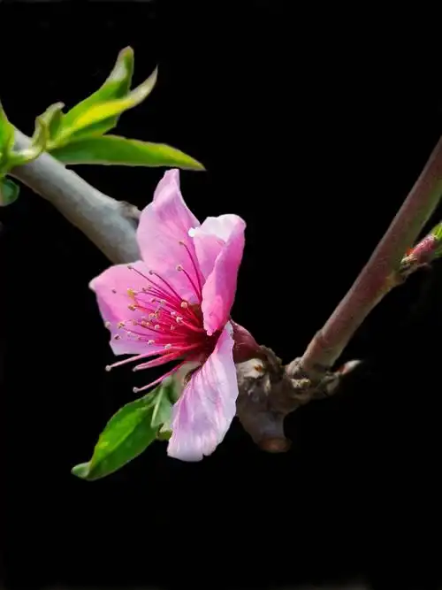 阳春三月桃花开,送你一朵桃花祝福你.