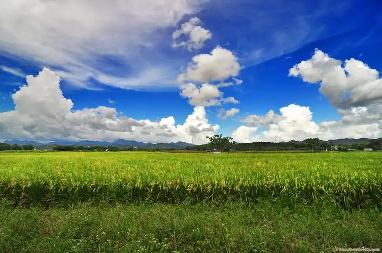 台山稻田风光(二)