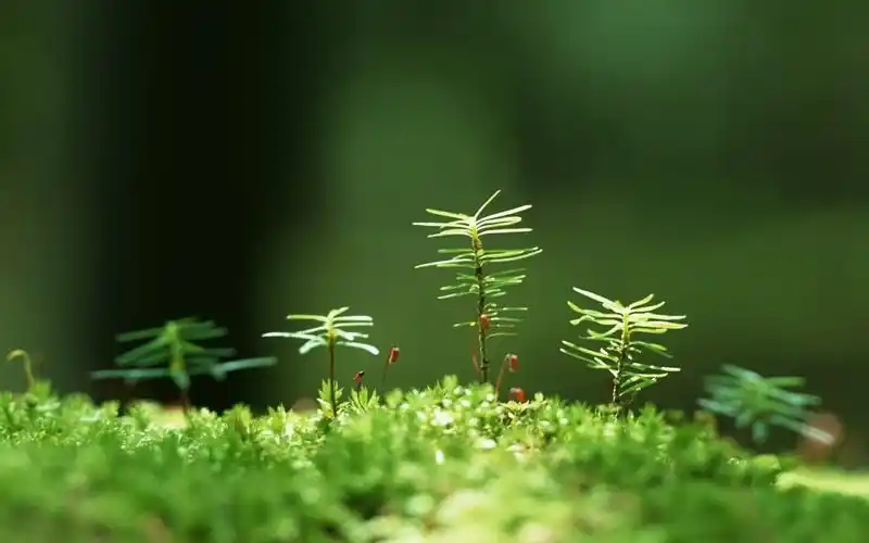 清新护眼绿色植物微距摄影图片电脑壁纸
