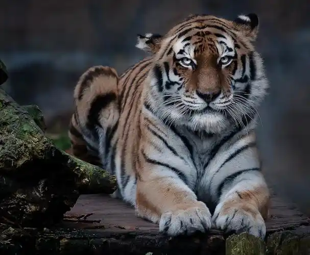 野生动物摄影老虎3