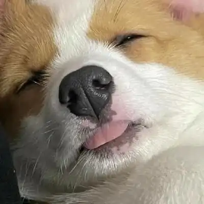 沙雕又不失优雅的头像