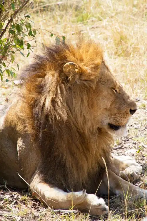 狮子的尊荣完全都呈现在我的面前,真的连有几根胡子都看的一清二楚.