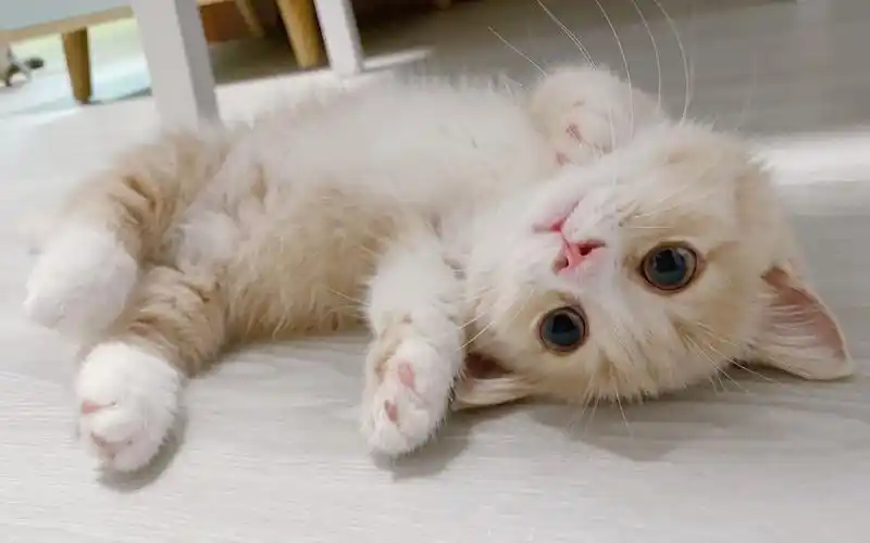 这只小奶猫太会撒娇了!没有人能抵抗得了这种可爱的生物!