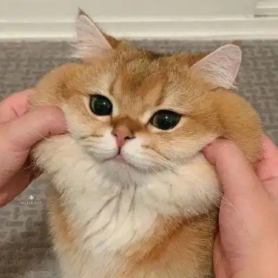 最近很火的猫咪头像2022图片大全 高质量呆萌可爱动物头像合集_动物