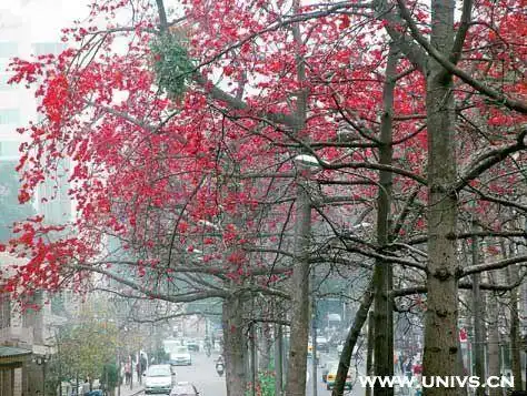 美丽异木棉树简笔画