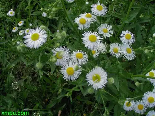 飞蓬图片_飞蓬种植_飞蓬种类-动植物