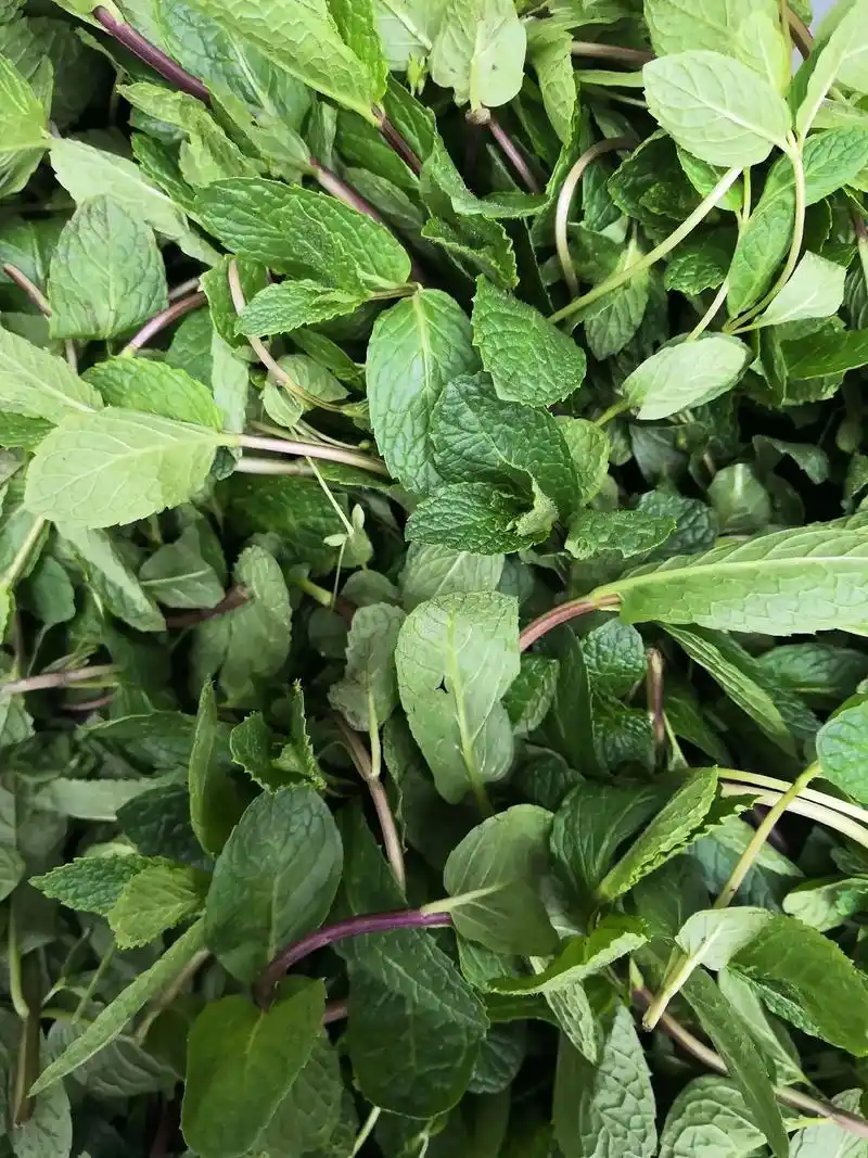 新鲜薄荷叶 - 仁岘田园蔬菜(鲜果) - 抖音