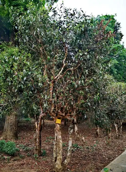 七百年人工栽培的茶树