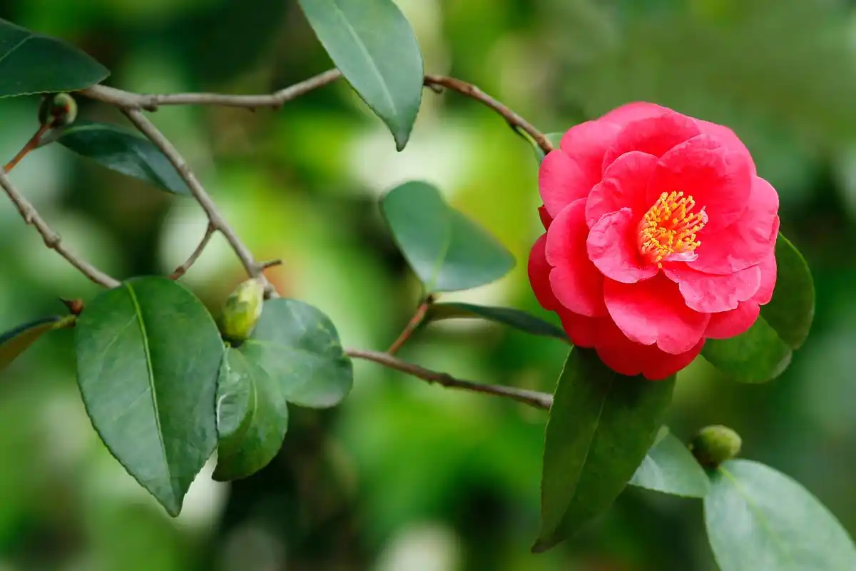 茶花是一种美丽的植物,它们的花朵色彩斑斓,香气扑鼻,因此备受人们的