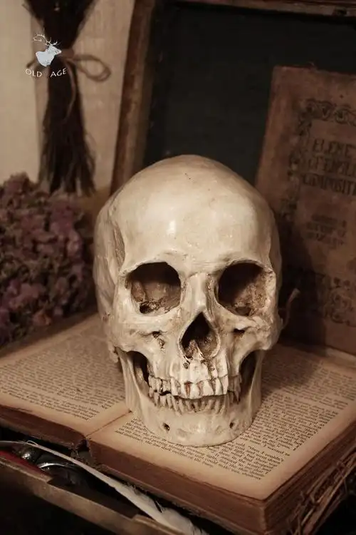 复古骷髅头摆件真人头骨模型万圣节橱窗酒吧陈列装饰摄影拍摄道具_双