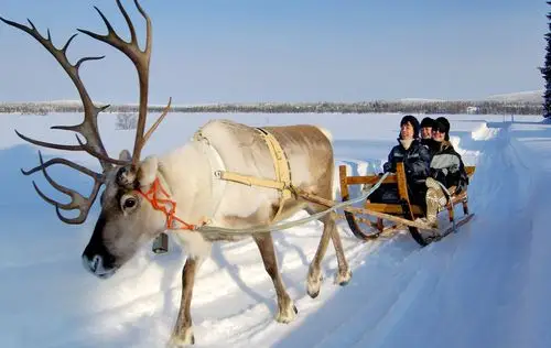 【动物04】圣诞使者·长角的运动健将在线收听-喜马拉雅fm