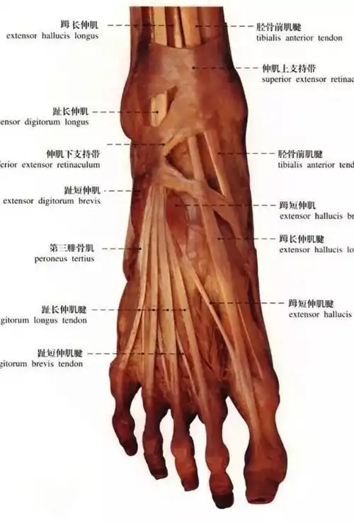 广州成人芭蕾丨4个方法,让你远离"蒯脚"!_脚趾