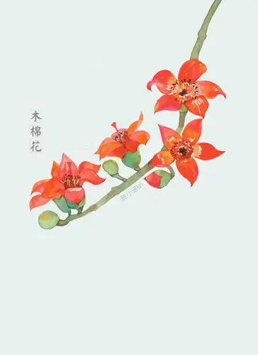 木棉花
