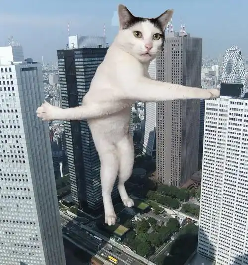 时时刻刻都能够给你惊喜,而在日本网友家的喵星人,一个类似瑜伽的动作