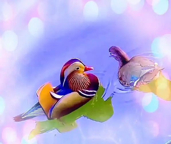 花花世界鸳鸯蝴蝶只羡鸳鸯不羡仙0269