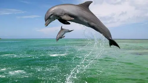海豚跳出海面超美自然生物世界电脑壁纸(二)