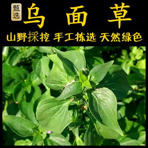 新鲜现采潮汕青草药乌面草 猪肝菜 路边青蛇仔 狗肝菜 九头狮子草