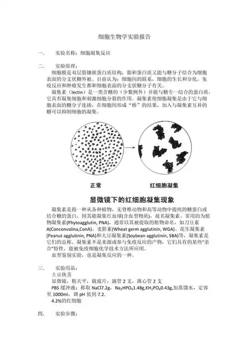 细胞凝集反应实验报告