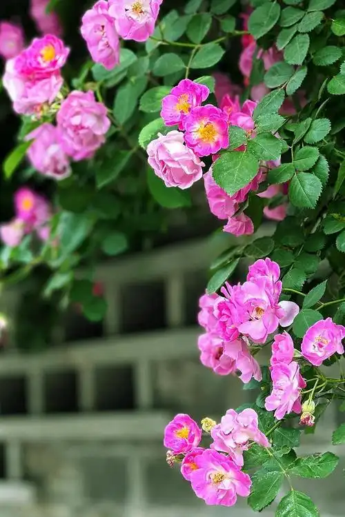 "满架蔷薇一院香":一不小心就闯入蔷薇花的世界!
