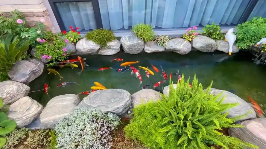 前置过滤器#带你看看,漂亮的锦鲤鱼池