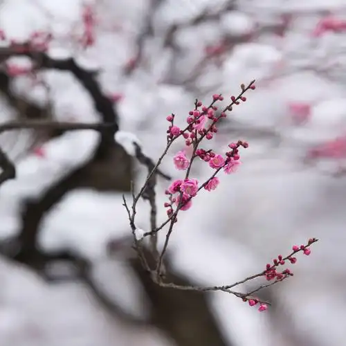 正值梅花盛开时节,古都南京连降大雪.梅花山银装素裹,分外妖娆.