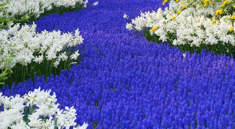 四季花海紫色仙境图片