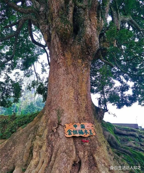 树形高大,树干通直,是中国特有的珍贵木材,因为其木材里有金丝和类似