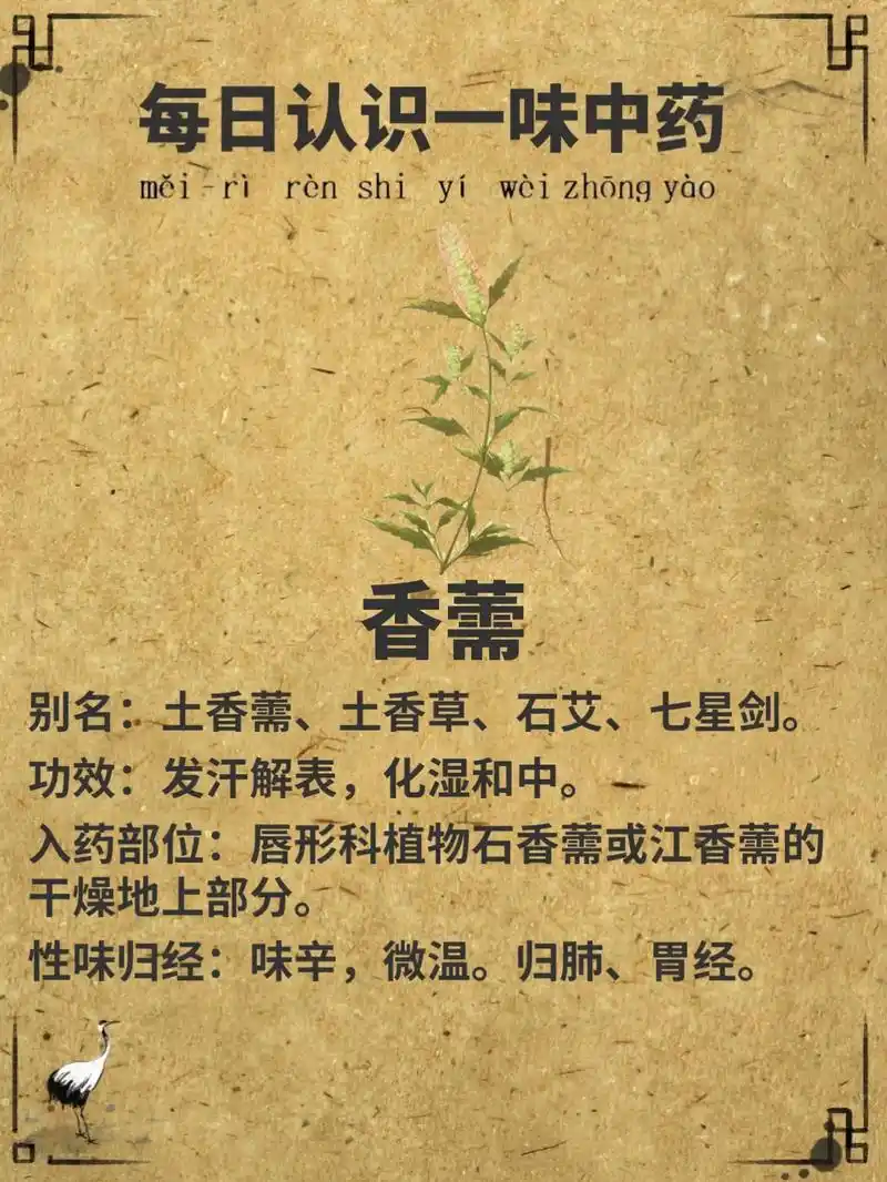 香薷 别名:香菜;香茅;香绒;石香 - 抖音