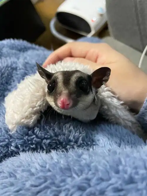 小家伙养了一年了,越来越可爱了#蜜袋鼯  #蜜袋鼯的日常