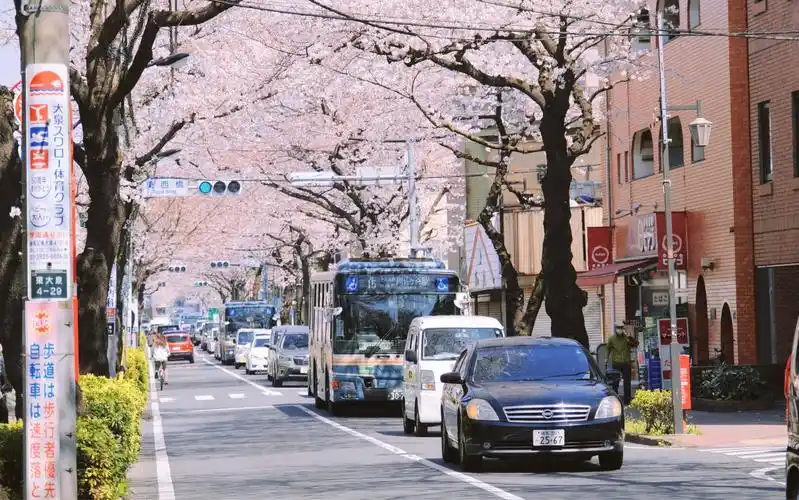 【樱花巡礼】大泉学园,练马高野台,四月是你的谎言取景地.