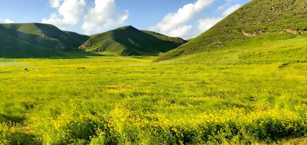 美仁大草原位于甘肃省合作市东,这里是青藏高原特有的高山草甸草原