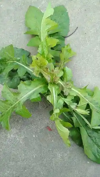 采纳数:236获赞数:1227lv8  展开全部 好像是苦丁菜 山苦菜别名:苦菜