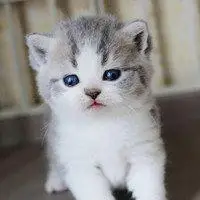 可爱小奶猫头像_微信头像图片大全