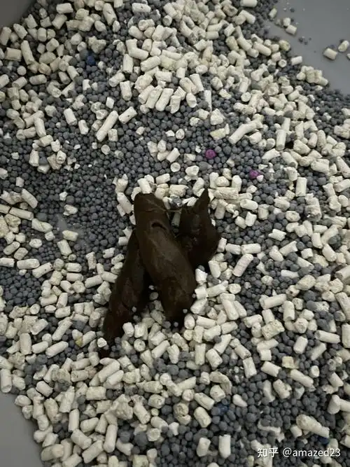 养猫新手请问下大家这是正常的猫屎吗
